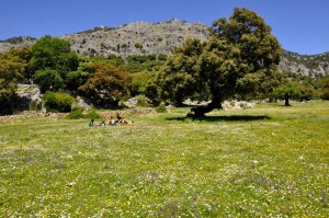 Los Llanos de la Sierra de Líbar...y visita a la Boca del Gato. Las encinas se cultivan principalmente por sus frutos, las conocidas bellotas. Son unos glandes de color marrón oscuro cuando maduran (antes, lógicamente verdes), brillantes y con una cúpula característica.