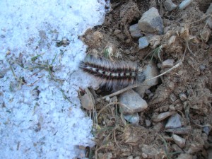 Chondrostega vandalicia